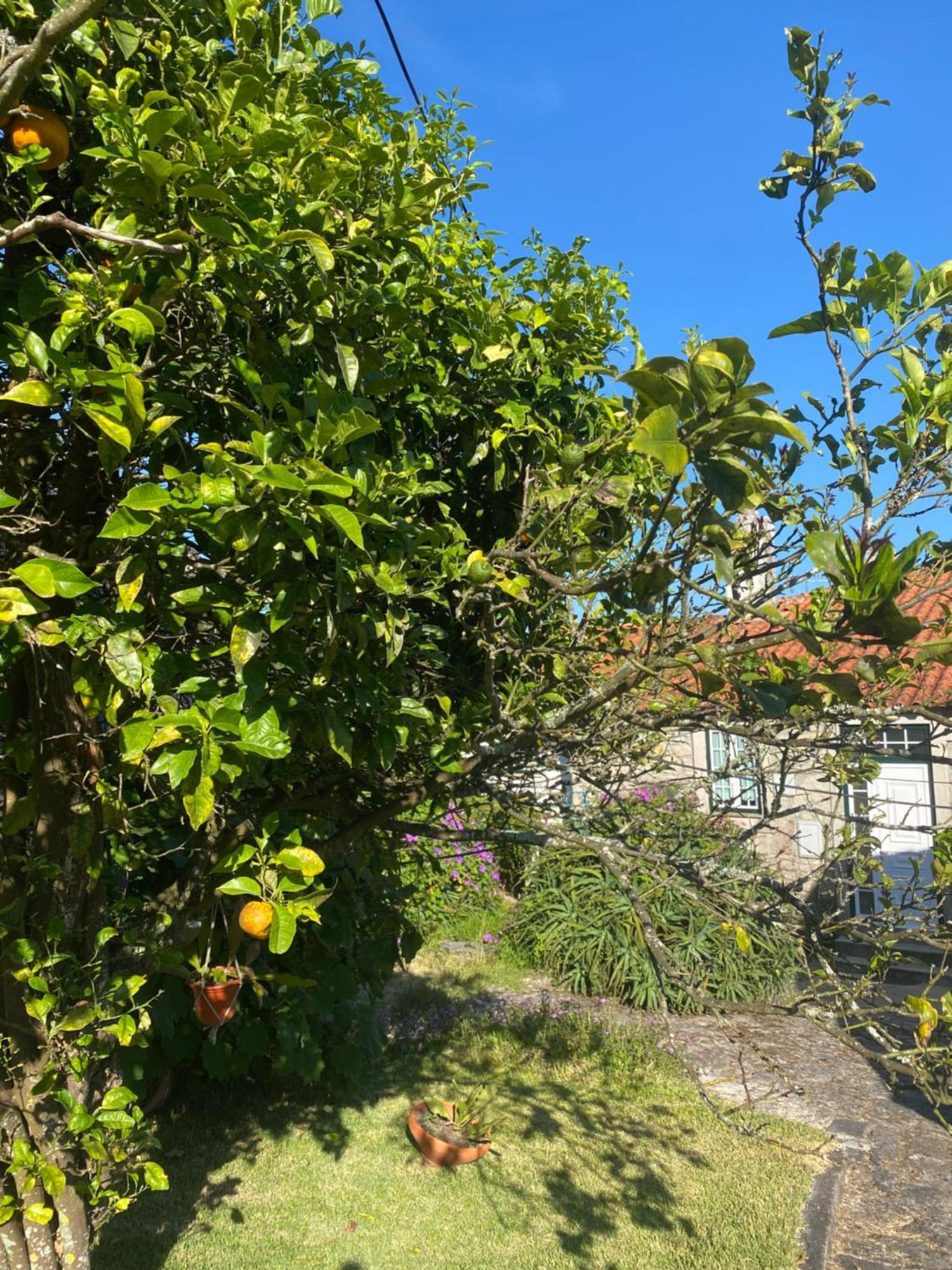 Casa Do Carqueijo Βίλα Vila Praia de Âncora Εξωτερικό φωτογραφία